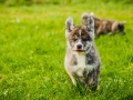 Akita_Inu_Hund_Welpe_puppy_Marburg_Langhaarcollie_blue_merle_Greyhound_Border_Collie_Mischling_Wiese_Gaia_Maggy_Basima_Bella_Baby (31)