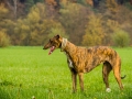 Akita_Inu_Hund_Welpe_puppy_Marburg_Langhaarcollie_blue_merle_Greyhound_Border_Collie_Mischling_Wiese_Gaia_Maggy_Basima_Bella_Baby (32)