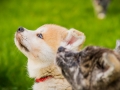 Akita_Inu_Hund_Welpe_puppy_Marburg_Langhaarcollie_blue_merle_Greyhound_Border_Collie_Mischling_Wiese_Gaia_Maggy_Basima_Bella_Baby (33)