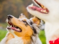 Akita_Inu_Hund_Welpe_puppy_Marburg_Langhaarcollie_blue_merle_Greyhound_Border_Collie_Mischling_Wiese_Gaia_Maggy_Basima_Bella_Baby (34)
