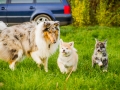 Akita_Inu_Hund_Welpe_puppy_Marburg_Langhaarcollie_blue_merle_Greyhound_Border_Collie_Mischling_Wiese_Gaia_Maggy_Basima_Bella_Baby (37)
