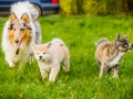 Akita_Inu_Hund_Welpe_puppy_Marburg_Langhaarcollie_blue_merle_Greyhound_Border_Collie_Mischling_Wiese_Gaia_Maggy_Basima_Bella_Baby (39)