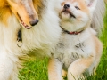 Akita_Inu_Hund_Welpe_puppy_Marburg_Langhaarcollie_blue_merle_Greyhound_Border_Collie_Mischling_Wiese_Gaia_Maggy_Basima_Bella_Baby (41)