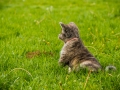 Akita_Inu_Hund_Welpe_puppy_Marburg_Langhaarcollie_blue_merle_Greyhound_Border_Collie_Mischling_Wiese_Gaia_Maggy_Basima_Bella_Baby (42)