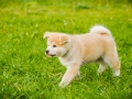 Akita_Inu_Hund_Welpe_puppy_Marburg_Langhaarcollie_blue_merle_Greyhound_Border_Collie_Mischling_Wiese_Gaia_Maggy_Basima_Bella_Baby (47)