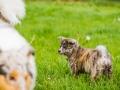 Akita_Inu_Hund_Welpe_puppy_Marburg_Langhaarcollie_blue_merle_Greyhound_Border_Collie_Mischling_Wiese_Gaia_Maggy_Basima_Bella_Baby (5)
