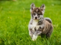 Akita_Inu_Hund_Welpe_puppy_Marburg_Langhaarcollie_blue_merle_Greyhound_Border_Collie_Mischling_Wiese_Gaia_Maggy_Basima_Bella_Baby (52)