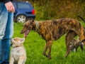 Akita_Inu_Hund_Welpe_puppy_Marburg_Langhaarcollie_blue_merle_Greyhound_Border_Collie_Mischling_Wiese_Gaia_Maggy_Basima_Bella_Baby (57)