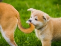 Akita_Inu_Hund_Welpe_puppy_Marburg_Langhaarcollie_blue_merle_Greyhound_Border_Collie_Mischling_Wiese_Gaia_Maggy_Basima_Bella_Baby (59)