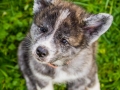 Akita_Inu_Hund_Welpe_puppy_Marburg_Langhaarcollie_blue_merle_Greyhound_Border_Collie_Mischling_Wiese_Gaia_Maggy_Basima_Bella_Baby (61)
