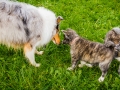 Akita_Inu_Hund_Welpe_puppy_Marburg_Langhaarcollie_blue_merle_Greyhound_Border_Collie_Mischling_Wiese_Gaia_Maggy_Basima_Bella_Baby (62)