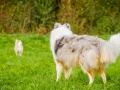 Akita_Inu_Hund_Welpe_puppy_Marburg_Langhaarcollie_blue_merle_Greyhound_Border_Collie_Mischling_Wiese_Gaia_Maggy_Basima_Bella_Baby (67)