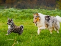 Akita_Inu_Hund_Welpe_puppy_Marburg_Langhaarcollie_blue_merle_Greyhound_Border_Collie_Mischling_Wiese_Gaia_Maggy_Basima_Bella_Baby (71)