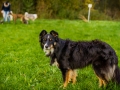 Akita_Inu_Hund_Welpe_puppy_Marburg_Langhaarcollie_blue_merle_Greyhound_Border_Collie_Mischling_Wiese_Gaia_Maggy_Basima_Bella_Baby (73)