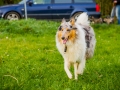 Akita_Inu_Hund_Welpe_puppy_Marburg_Langhaarcollie_blue_merle_Greyhound_Border_Collie_Mischling_Wiese_Gaia_Maggy_Basima_Bella_Baby (75)