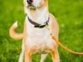 Akita_Inu_Hund_Welpe_puppy_Marburg_Langhaarcollie_blue_merle_Greyhound_Border_Collie_Mischling_Wiese_Gaia_Maggy_Basima_Bella_Baby (79)
