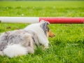 Akita_Inu_Hund_Welpe_puppy_Marburg_Langhaarcollie_blue_merle_Greyhound_Border_Collie_Mischling_Wiese_Gaia_Maggy_Basima_Bella_Baby (80)