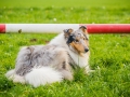 Akita_Inu_Hund_Welpe_puppy_Marburg_Langhaarcollie_blue_merle_Greyhound_Border_Collie_Mischling_Wiese_Gaia_Maggy_Basima_Bella_Baby (81)