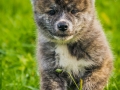 Akita_Inu_Hund_Welpe_puppy_Marburg_Langhaarcollie_blue_merle_Greyhound_Border_Collie_Mischling_Wiese_Gaia_Maggy_Basima_Bella_Baby (82)