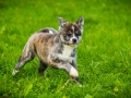 Akita_Inu_Hund_Welpe_puppy_Marburg_Langhaarcollie_blue_merle_Greyhound_Border_Collie_Mischling_Wiese_Gaia_Maggy_Basima_Bella_Baby (88)
