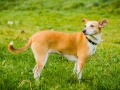 Akita_Inu_Hund_Welpe_puppy_Marburg_Langhaarcollie_blue_merle_Greyhound_Border_Collie_Mischling_Wiese_Gaia_Maggy_Basima_Bella_Baby (9)