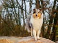 Hundemaedchen_Gaia_Langhaarcollie_Rough_Collie_bluemerle_Marburg_Lahn_Beach_Strand_Lahn (1)