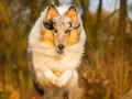 Hundemaedchen_Gaia_Langhaarcollie_Rough_Collie_bluemerle_Marburg_Lahn_Beach_Strand_Lahn (11)