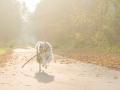 Hundemaedchen_Gaia_Langhaarcollie_Rough_Collie_bluemerle_Marburg_Lahn_Beach_Strand_Lahn (20)