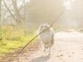 Hundemaedchen_Gaia_Langhaarcollie_Rough_Collie_bluemerle_Marburg_Lahn_Beach_Strand_Lahn (24)