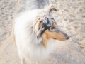 Hundemaedchen_Gaia_Langhaarcollie_Rough_Collie_bluemerle_Marburg_Lahn_Beach_Strand_Lahn (3)
