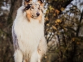 Hundemaedchen_Gaia_Langhaarcollie_Rough_Collie_bluemerle_Marburg_Lahn_Beach_Strand_Lahn (5)