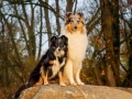 Hundemaedchen_Gaia_Maggy_Border_Mix_Langhaarcollie_Rough_Collie_bluemerle_Marburg_Lahn_Beach_Strand_Lahn (1)