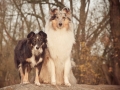 Hundemaedchen_Gaia_Maggy_Border_Mix_Langhaarcollie_Rough_Collie_bluemerle_Marburg_Lahn_Beach_Strand_Lahn (3)