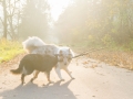 Hundemaedchen_Gaia_Maggy_Border_Mix_Langhaarcollie_Rough_Collie_bluemerle_Marburg_Lahn_Beach_Strand_Lahn (4)