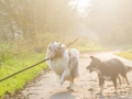 Hundemaedchen_Gaia_Maggy_Border_Mix_Langhaarcollie_Rough_Collie_bluemerle_Marburg_Lahn_Beach_Strand_Lahn (7)