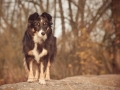 Hundemaedchen_Maggy_Border_collie_Mischling_Mix_Marburg_Lahn_Beach_Strand_Lahn (23)