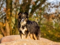 Hundemaedchen_Maggy_Border_collie_Mischling_Mix_Marburg_Lahn_Beach_Strand_Lahn (25)