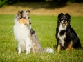Langhaarcollie_Rough_Border_Collie_Mischling_Gaia_Welpe_Maggy_bluemerle_tricolor_Hundefreunde_Marburg_Lahnwiese_Huetehunde_Christine_Hemlep (3)