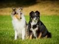 Langhaarcollie_Rough_Border_Collie_Mischling_Gaia_Welpe_Maggy_bluemerle_tricolor_Hundefreunde_Marburg_Lahnwiese_Huetehunde_Christine_Hemlep (5)