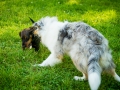 Langhaarcollie_Rough_Collie_Gaia_bluemerle_welpe_Marburg_Lahnwiese_Fotografin_Christine_Hemlep_Dackel_Rauhaardackel_Broesel_Rauhaar (3)