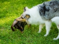 Langhaarcollie_Rough_Collie_Gaia_bluemerle_welpe_Marburg_Lahnwiese_Fotografin_Christine_Hemlep_Dackel_Rauhaardackel_Broesel_Rauhaar (5)