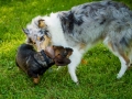 Langhaarcollie_Rough_Collie_Gaia_bluemerle_welpe_Marburg_Lahnwiese_Fotografin_Christine_Hemlep_Dackel_Rauhaardackel_Broesel_Rauhaar (7)