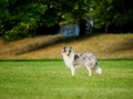 Langhaarcollie_Rough_Collie_Gaia_bluemerle_welpe_Marburg_Lahnwiese_Fotografin_Christine_Hemlep_Hundefotografie_Tierfotografie (3)