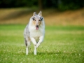 Langhaarcollie_Rough_Collie_Gaia_bluemerle_welpe_Marburg_Lahnwiese_Fotografin_Christine_Hemlep_Hundefotografie_Tierfotografie (5)