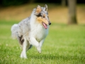 Langhaarcollie_Rough_Collie_Gaia_bluemerle_welpe_Marburg_Lahnwiese_Fotografin_Christine_Hemlep_Hundefotografie_Tierfotografie (7)