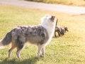 Langhaarcollie_Rough_Collie_Gaia_bluemerle_welpe_Marburg_Lahnwiese_Fotografin_Christine_Hemlep_Hundefotografie_Tierfotografie (9)