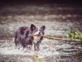 Border_Collie_Mischling_Maggy_tricolor_Senior_Hund_Hundefotografie_Tierfotografie_Marburg_Lahn_Wasser_Fotografin_Christine_Hemlep (7).jpg