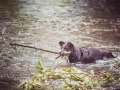 Border_Collie_Mischling_Maggy_tricolor_Senior_Hund_Hundefotografie_Tierfotografie_Marburg_Lahn_Wasser_Fotografin_Christine_Hemlep (9).jpg