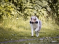 Langhaarcollie_Rough_Collie_bluemerle_Gaia_Welpe_Baby_Hund_Hundefotografie_Tierfotografie_Marburg_Dummy_Fotografin_Christine_Hemlep (3).jpg