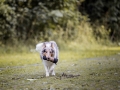 Langhaarcollie_Rough_Collie_bluemerle_Gaia_Welpe_Baby_Hund_Hundefotografie_Tierfotografie_Marburg_Dummy_Fotografin_Christine_Hemlep (5).jpg